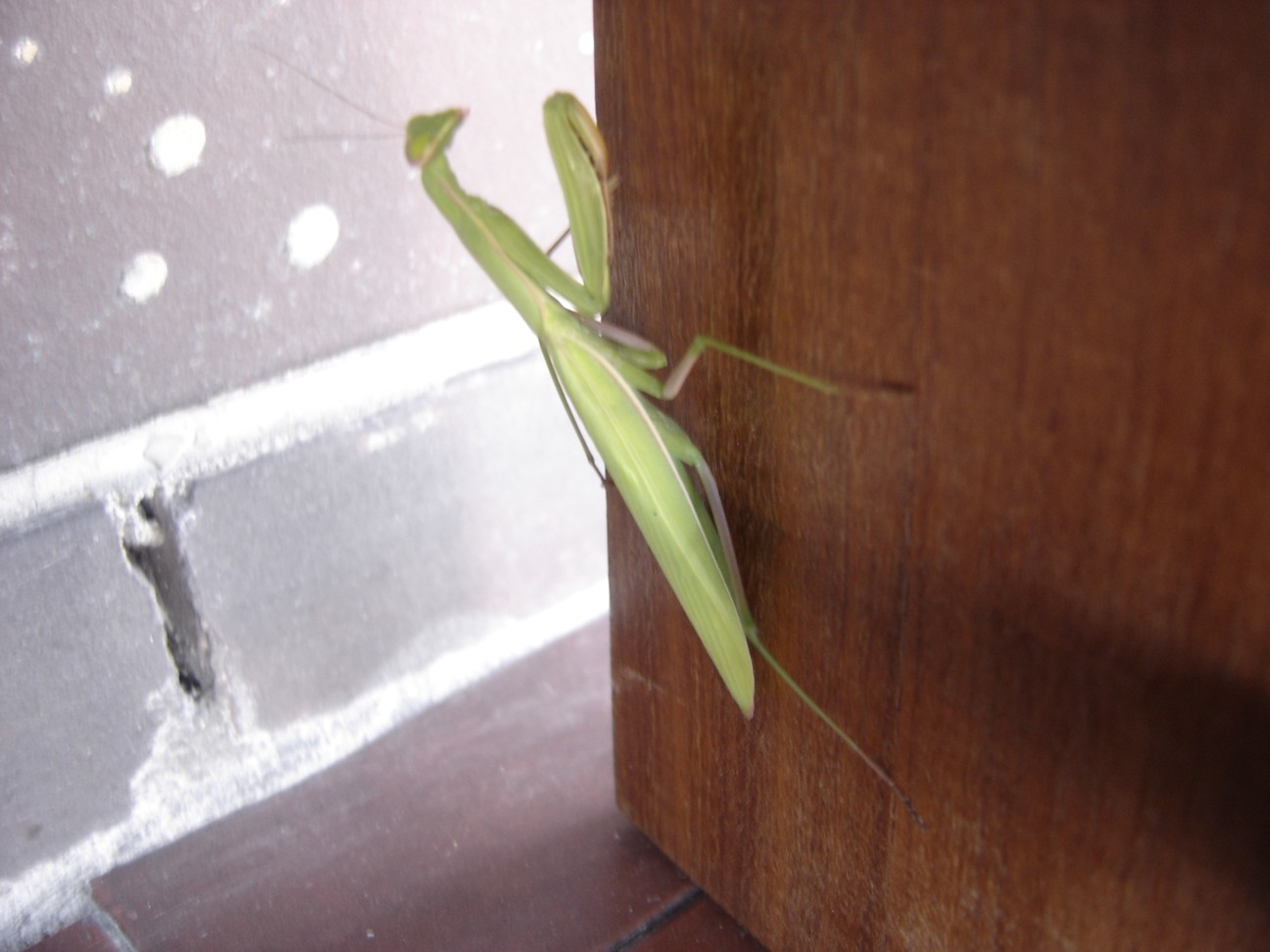 Mantide religiosa